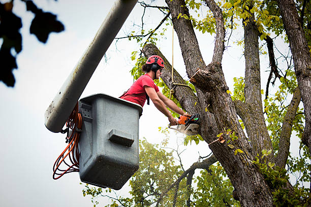 Best Utility Line Clearance  in Oak Trail Shores, TX